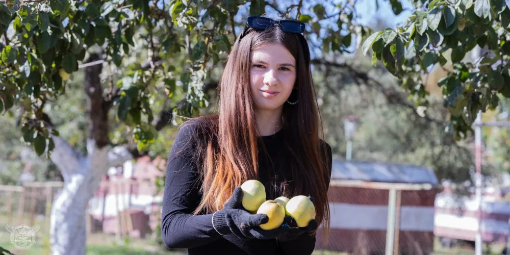 яблоки